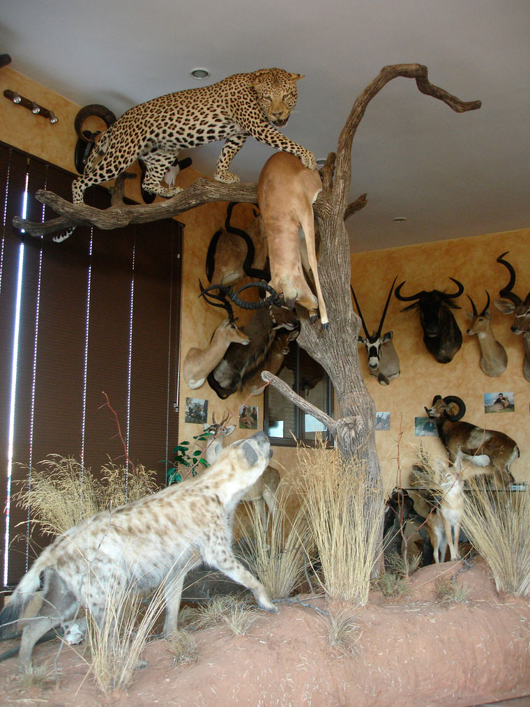 Leopardo con impala, hiena, chacal y facocero