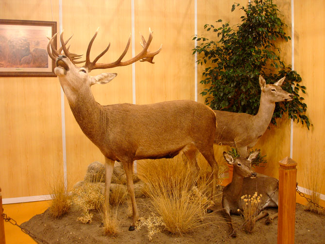 Expuestos en Feria de la caza de Ciudad Real (FERCATUR)